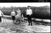 Three boys and a goat